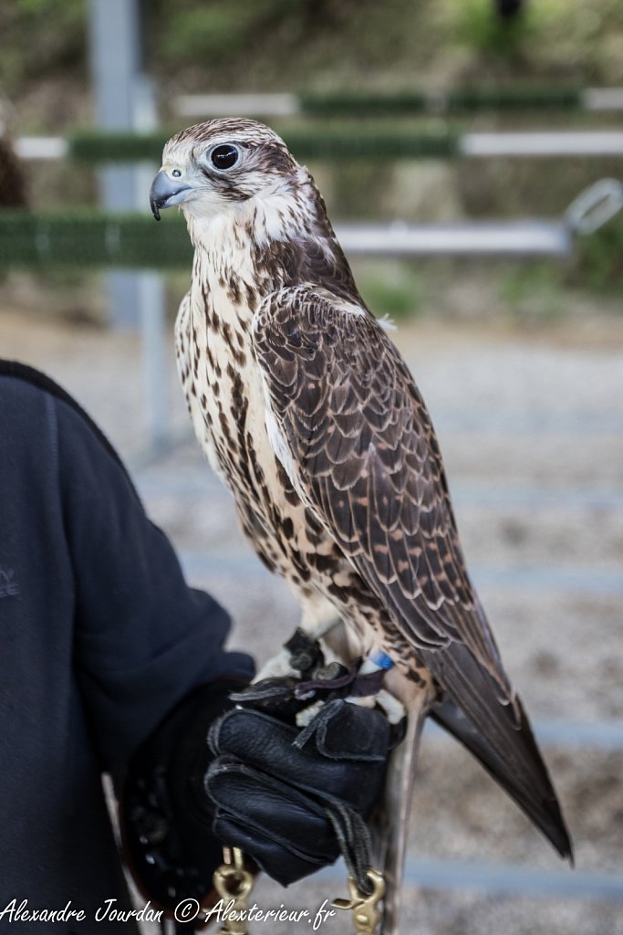 Faucon sacre (Falco cherrug)