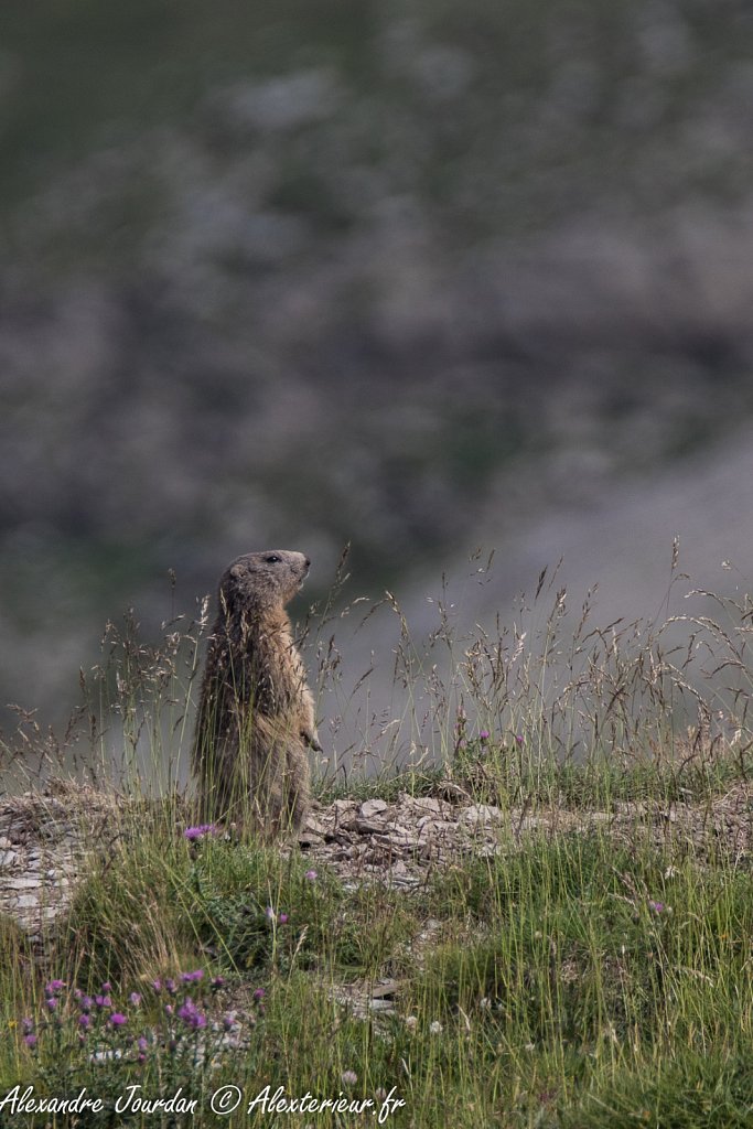 Marmotte (Marmota marmota)