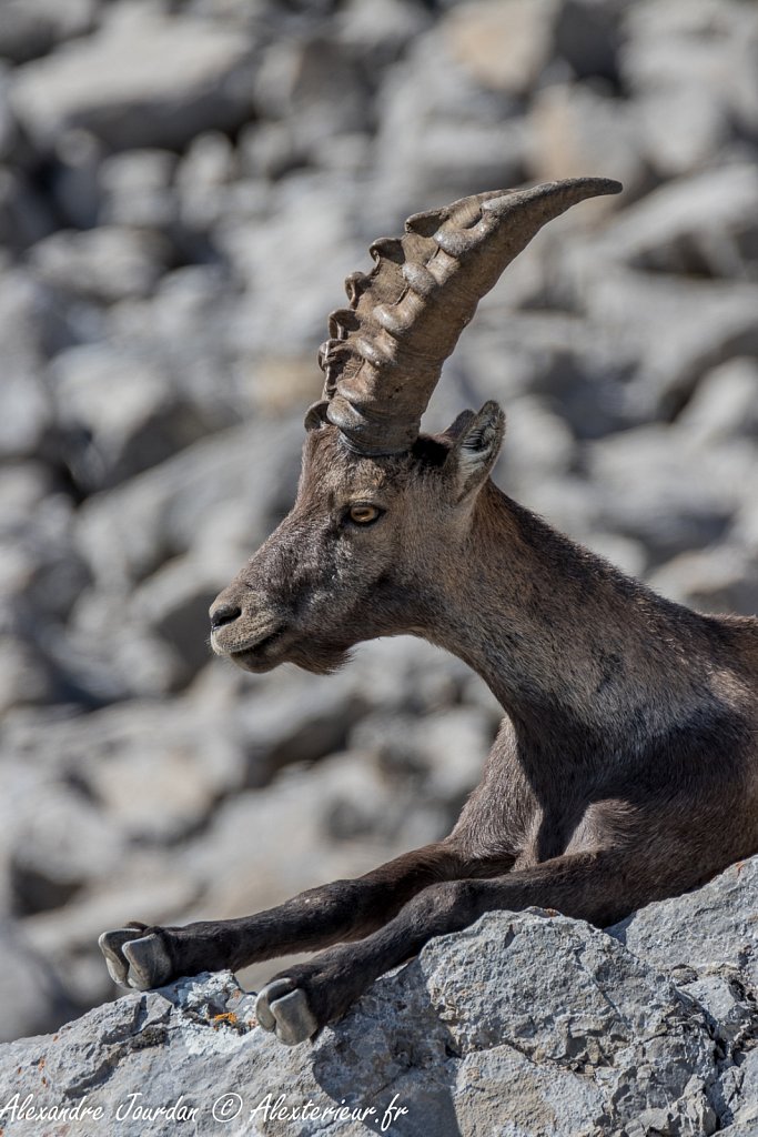 Belle femelle décontractée, Bouquetin des Alpes (Capra ibex)
